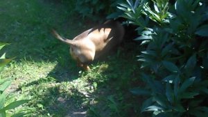 137 2019.07.28._14.19.28 Маня играет с лягухой.