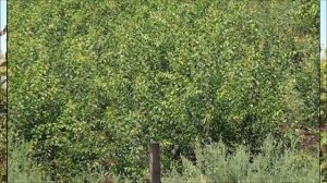 ПРЕССИНГ,садовый питомник,,Тверская обл.,.Ржевский р-он,д.Клешнево.