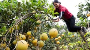 Таймлапс собираем более 1000 зелёных грейпфрутов и косточковых слив, для продажи на рынке.