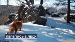 Дальний Восток на связи / Перепись в лесу / 08.03.26