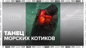 "Москвариум" показал танец морских котиков в преддверии 8 Марта