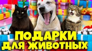 Открываем ваши подарки для наших домашних животных (SANISHOW)