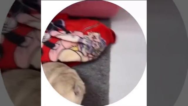 Ненасытная душа