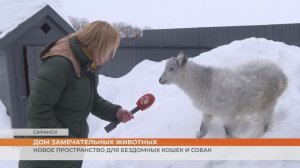 Питомцы из дома замечательных животных ищут свою семью