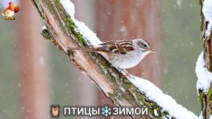 Птицы зимой в лесу 🐦_⬛🦉 🦤 видео для отдыха душой 🦅🌲(22)