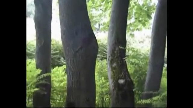 Жаворонок - улетел.Барский пруд в Нивищах, Гнездово.