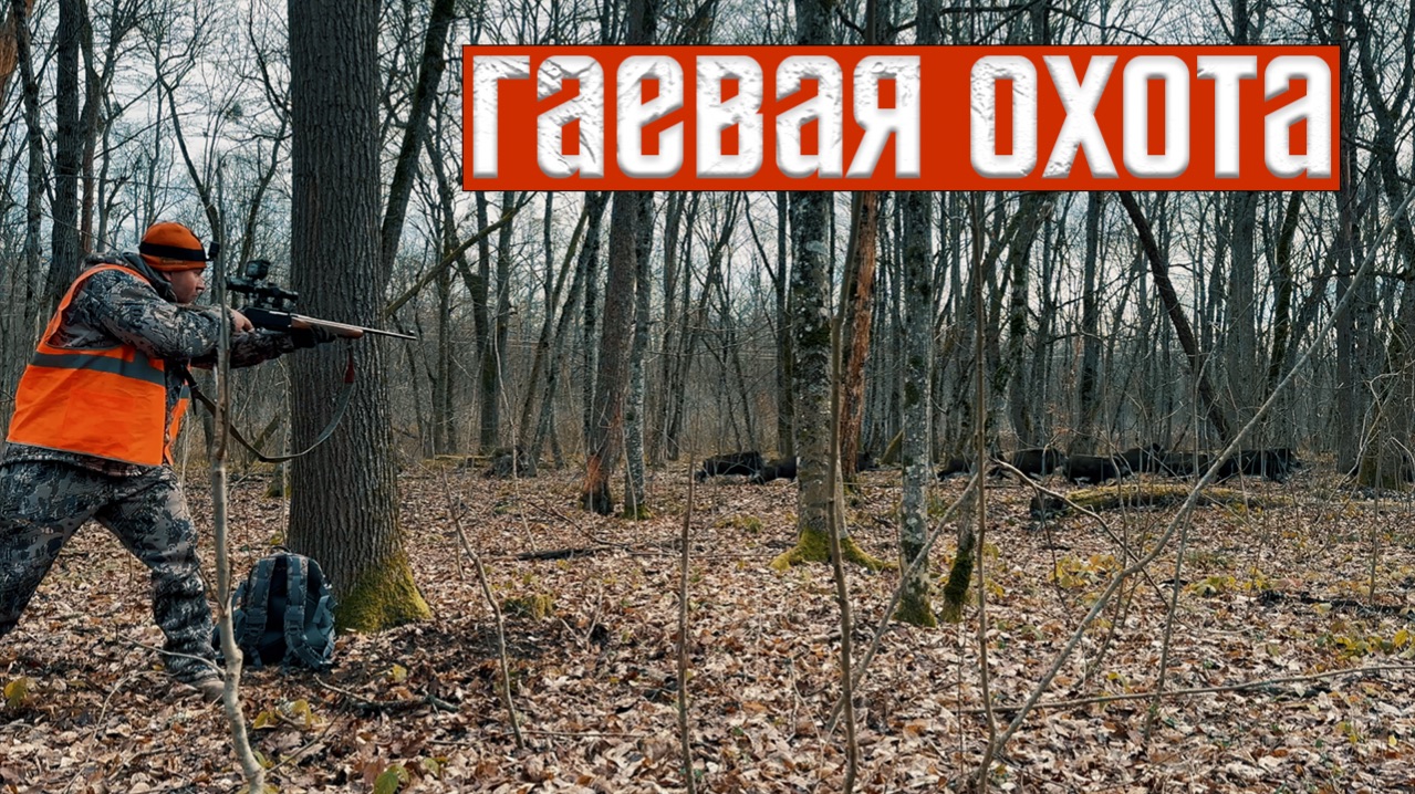 КАБАНЫ ПОШЛИ СТЕНОЙ! Жёсткая гаевая охота | 5 ТРОФЕЕВ за утро!
