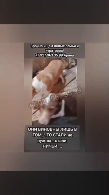 !ни одного отклика..! Неужели всё, это конец..!ИХ ТИХУЮ МОЛЬБУ НИКТО НЕ СЛЫШИТ