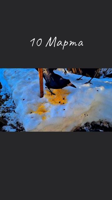 Весна/Вороны/Грачи/Музыка весны/
#relax #весна #музыка #грачи #вороны #природа