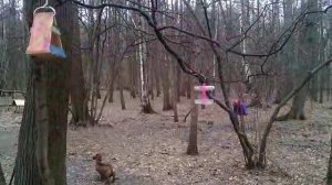 124 2019.04.12_09.39.30 Манька, белки, синички.