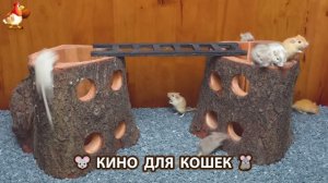 Видео для кошек про крысок развлекать питомцев 🐭🐀😂 (479)