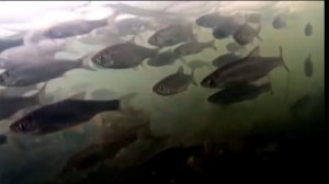 Елец на реке Зелинда, Взгляд из подольда