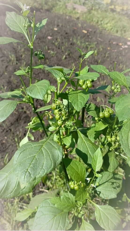 Гибриды пасленов  зеленый паслены х перцевидный 2025.