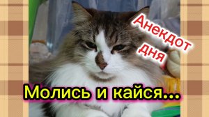 АНЕКДОТ ДНЯ. Кошки с озвучкой.