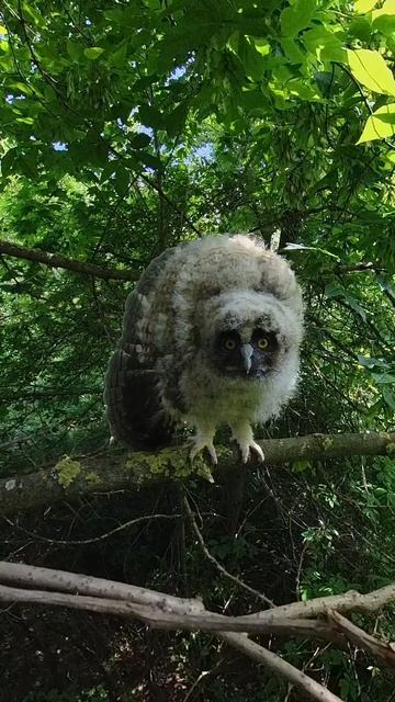 Совенок ушастой совы