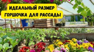 В ТАКОМ горшочке можно вырастить идеально крепкую рассаду- наглядно!