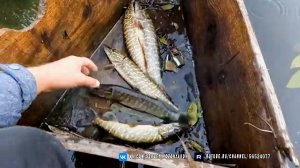 Рыболовный Кемпинг на острове, только с собакой и снастями