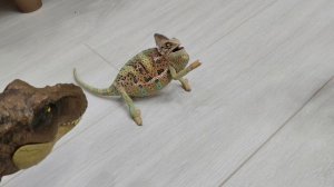 VID20260118191215 (1)