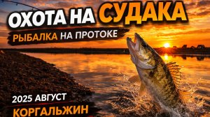 Судак в степях Казахстана Коргальжин салем из Казахстана!