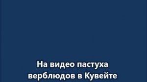Пастух верблюдов в Кувейте снимает пусковую установку американской ракеты HIMARS ATACMS M57