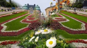 Городские цветы