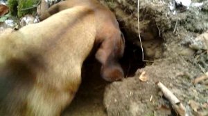 113 2018.11.24_12.32.19 Маня роет 30 минут.