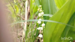 Музыка вселенной. Песня.
