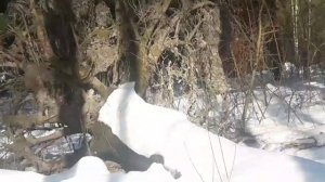 Чудесная и Загадочная прогулка В нашем ЛЕСУ! Нападение медведя🧒🐻Yura0_001