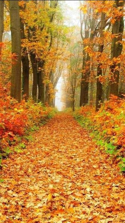 Листья падают