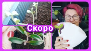 Рассада томатов. Когда пикировать и как подготовиться 🍅🌱