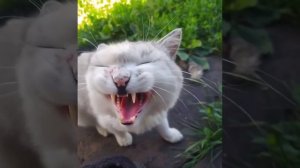 Кошка рычит