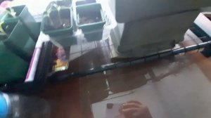 МАРТОВСКИЕ ИГРЫ КОТОВ. ВЕСНА ПРИНОСИТ ПРИЯТНЫЕ СЮРПРИЗЫ.