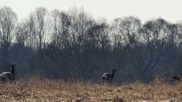 Косули на монастырском поле
