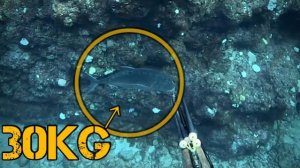 Подводная охота / Полосатый джек, 30 кг