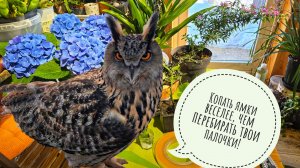 Вынуть сову из ямки, забрать её цыплят, отдать Псу Кубику - сделано. Прививаю мандарины на лимоны