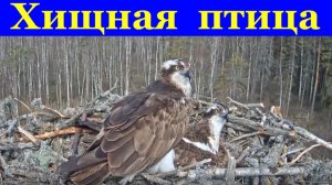 Скопа хищная птица орёл рыболов