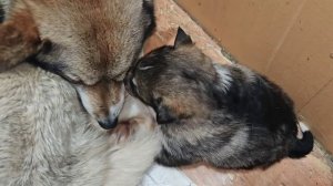 Гайка и Дина.