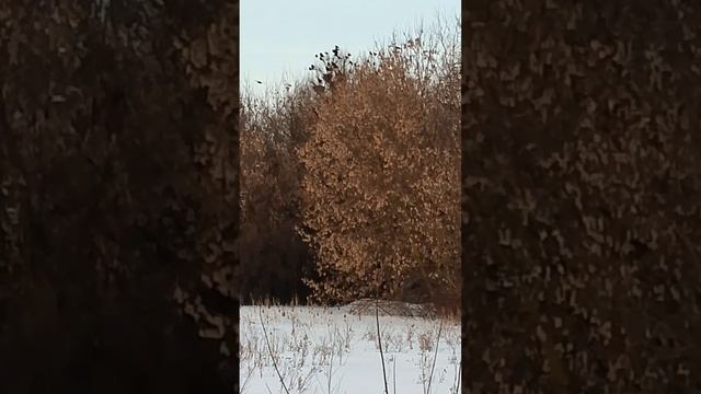 грачи прилетели