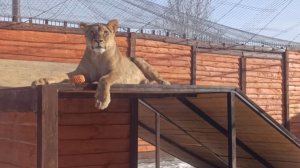 Лев Шерхан и его новая хитрая тактика ухаживания за львицей Киарой.