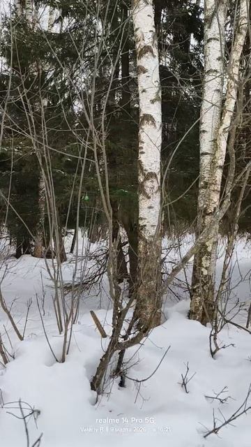 Прогулка в лесопарке, домик для летучих мышей 🦇 речка 