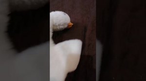 трансляция вероники