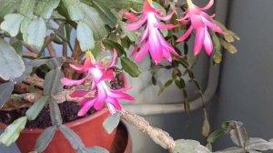 10 марта,а декабрист всё цветёт!