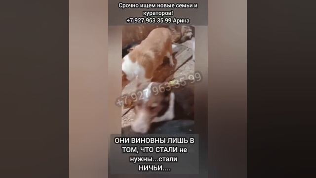 !ни одного отклика..! Неужели всё, это конец..!ИХ ТИХУЮ МОЛЬБУ НИКТО НЕ СЛЫШИТ, НИКОМУ ОНИ не нужны