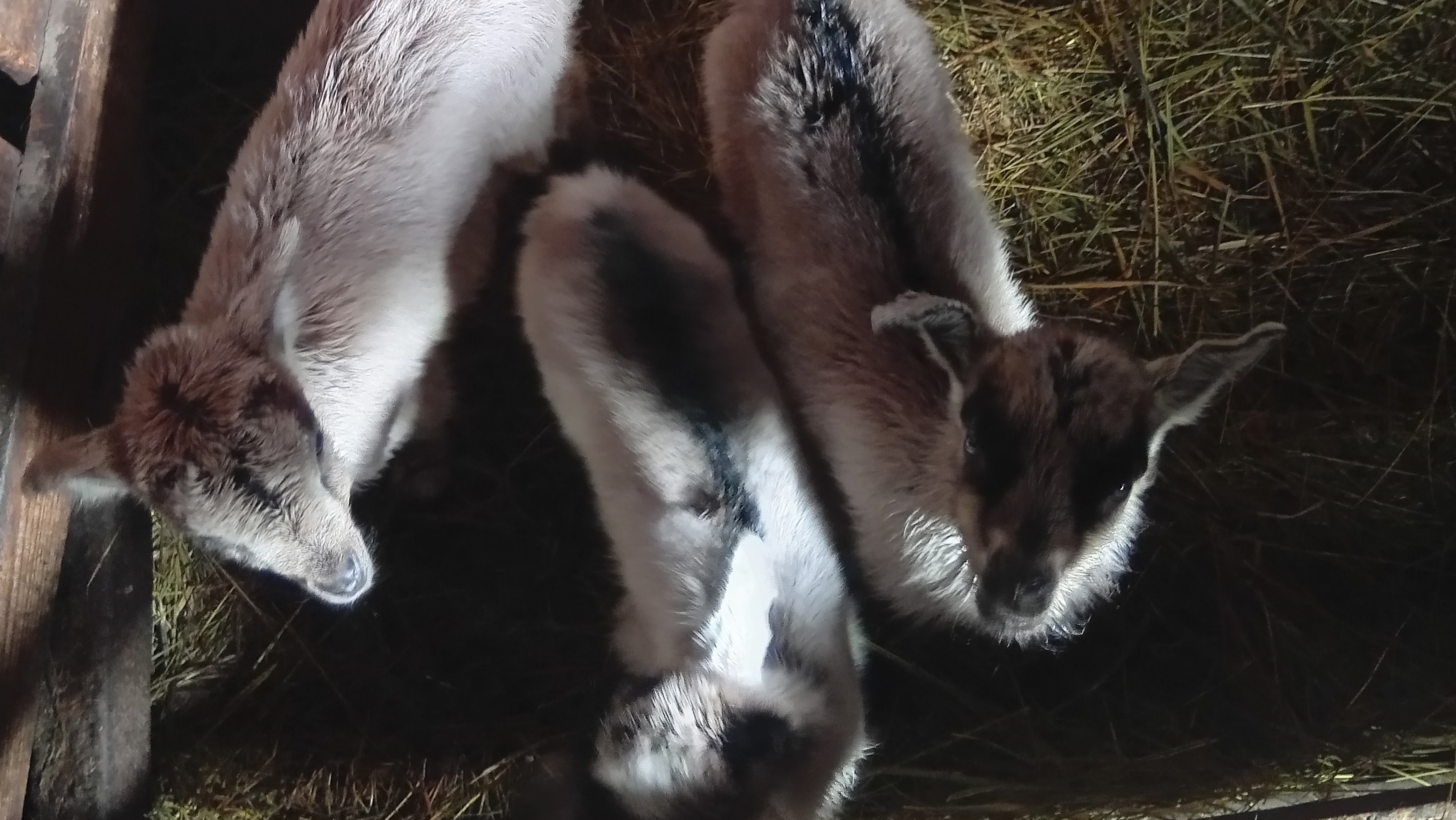 Очередной окот