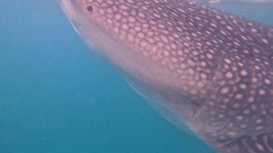 То самое видео с Go pro где мы ныряем с китовыми акулами.