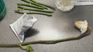 Черенкование роз из букета