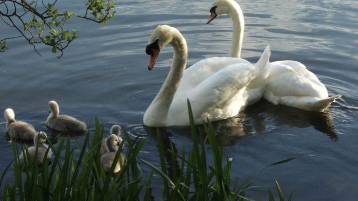 Лебеди  защищают своих птенцов  Белое озеро
