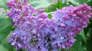 Весеннее цветение!