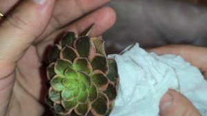 Распаковка посылки с эониумами.