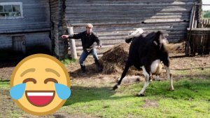 ПРИКОЛЫ 2026 // ПРИКОЛЫ С ЖИВОТНЫМИ // УГАРНОЕ ВИДЕО // САМОЕ СМЕШНОЕ ВИДЕО